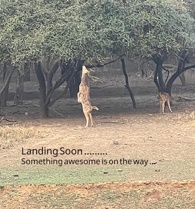 Landing-page